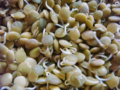 Sprouting lentils
